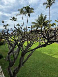View from the lanai