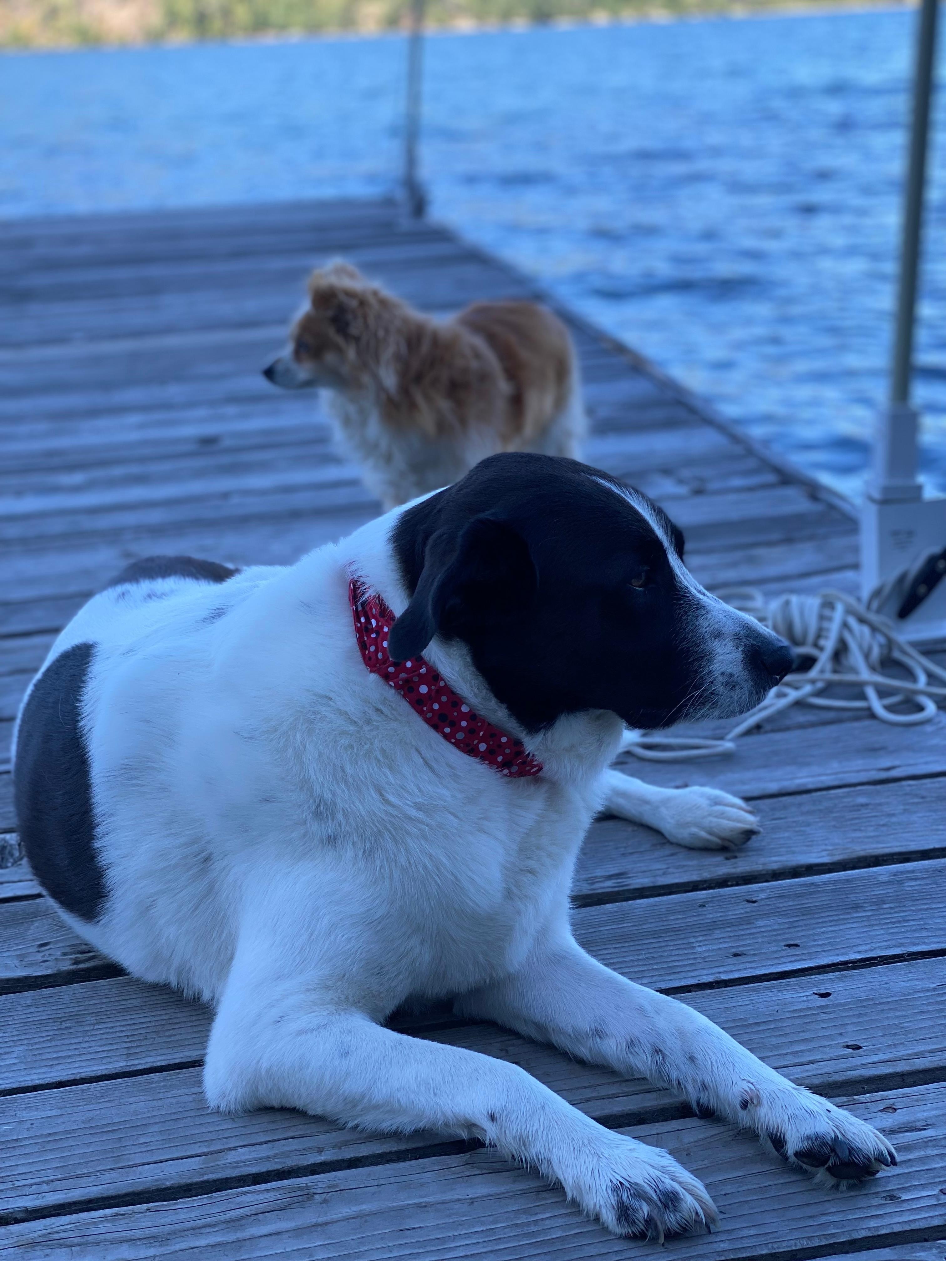 Puppies enjoying the lake. 