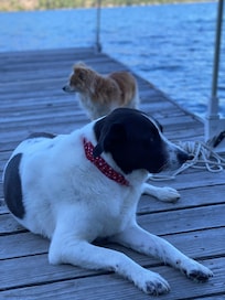 Puppies enjoying the lake.