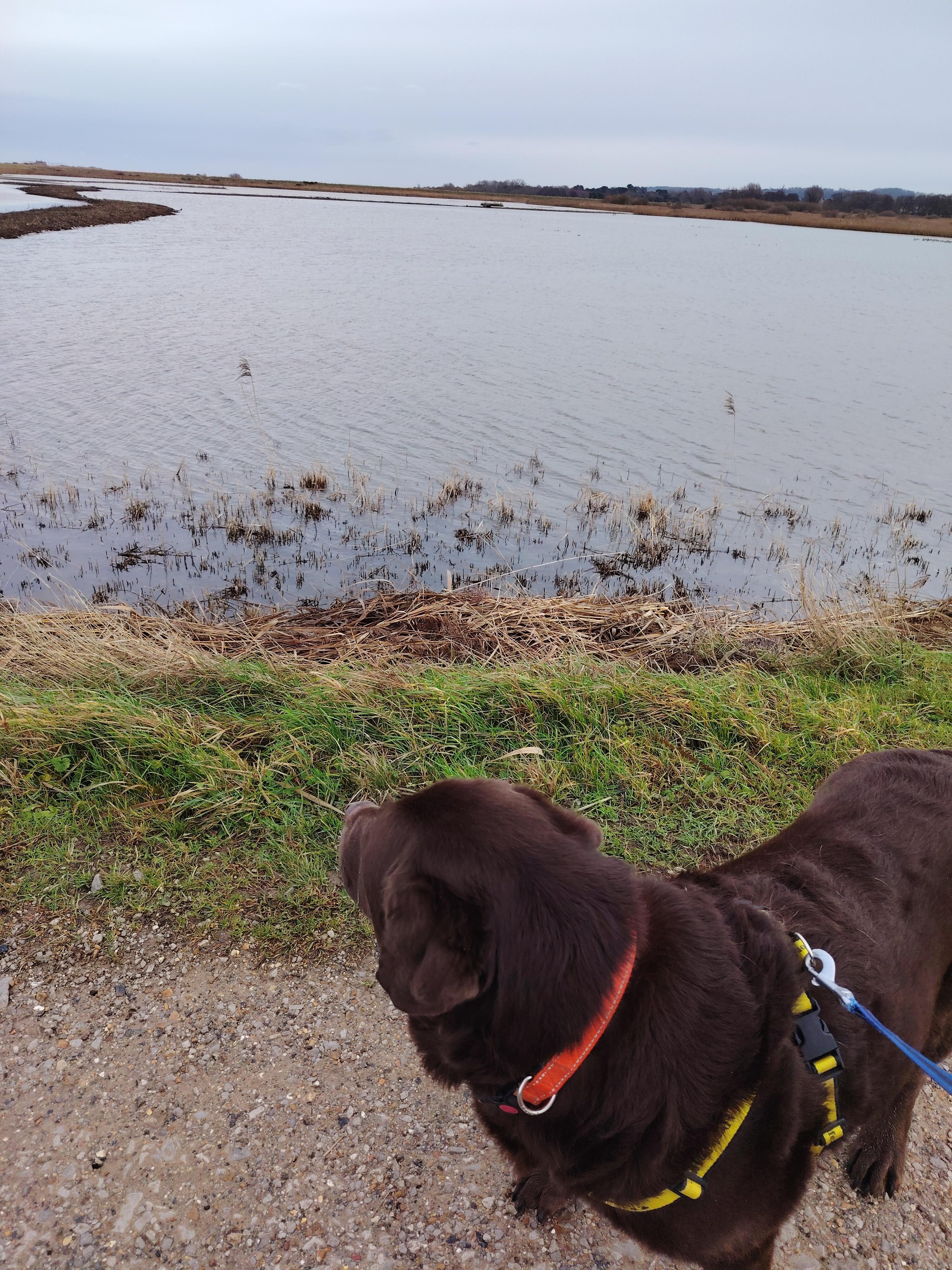 Bird watching at Titchwell RSPB reserve. 