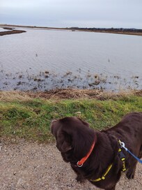 Bird watching at Titchwell RSPB reserve.