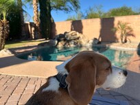 Beagles enjoying the backyard but not the pool.