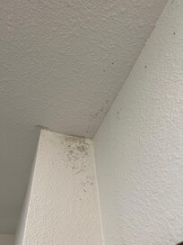 Mold in the corner of the bathroom wall