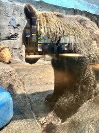 旭山動物園