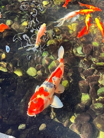 Koi pond in the atrium
