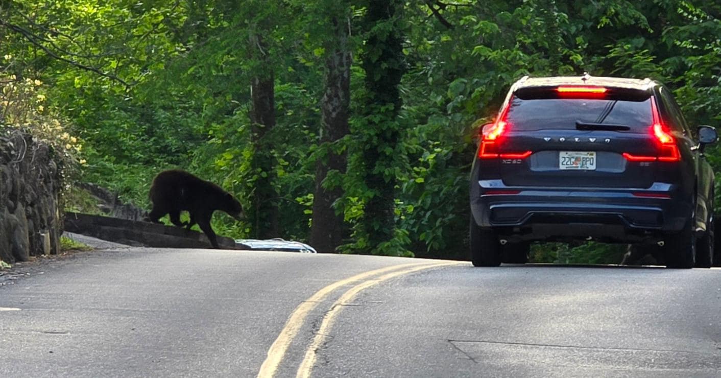 Bear Crossing