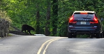 Bear Crossing