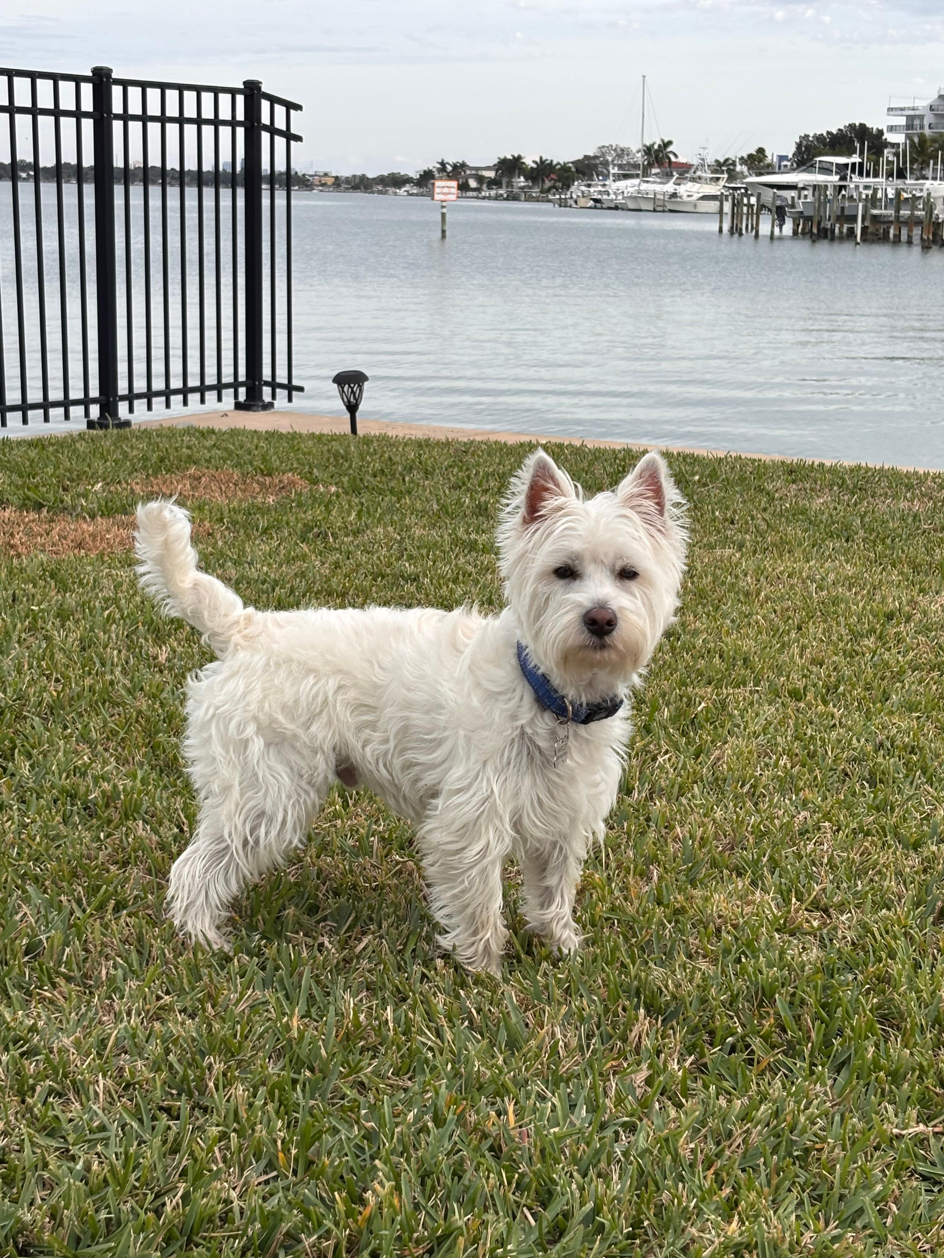 Barley in the back yard