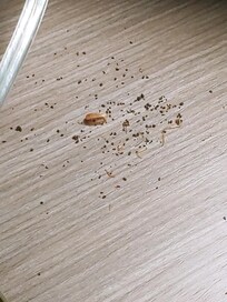 Cockroach infestation in 3 rooms