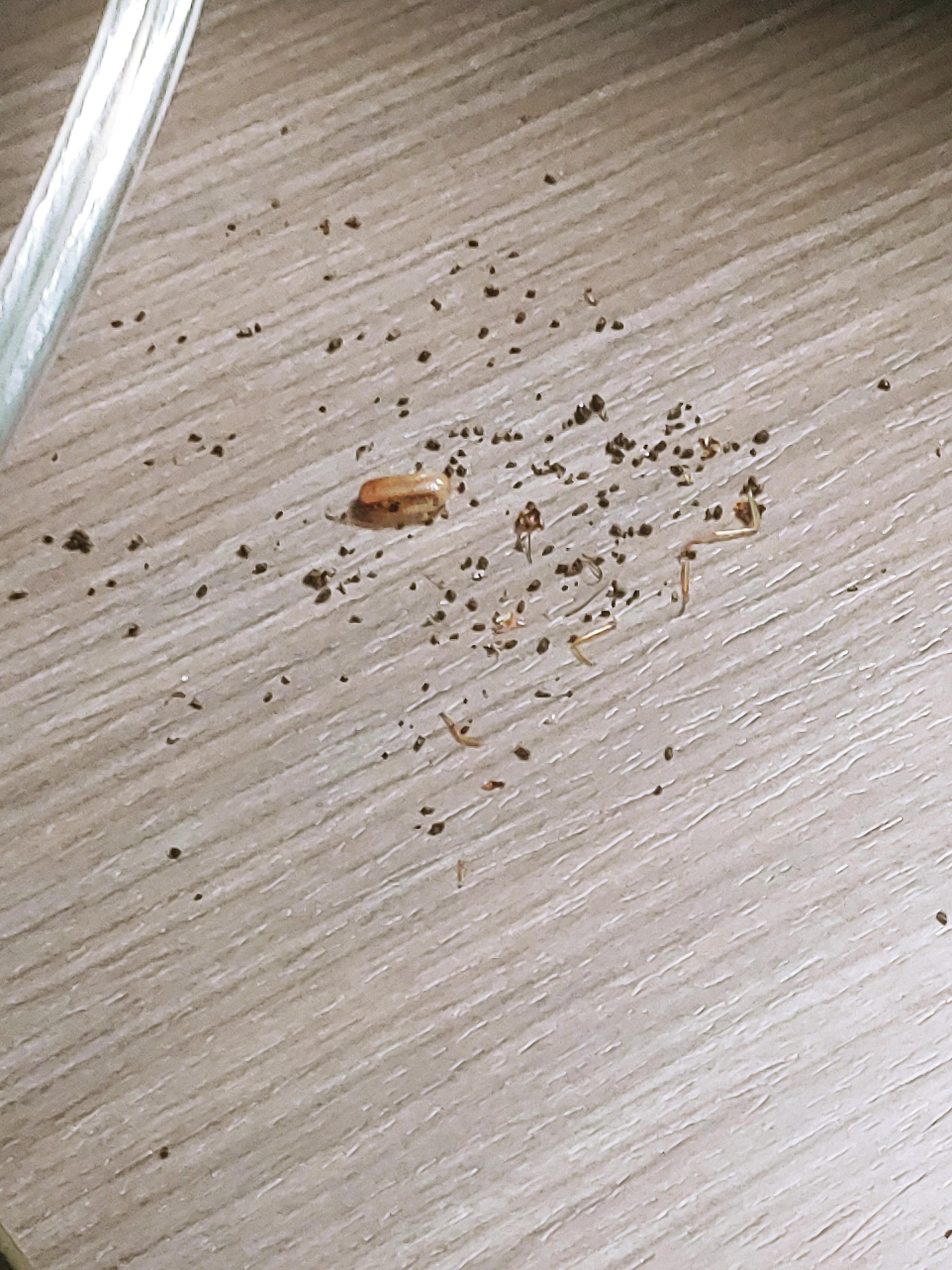 Cockroach infestation in 3 rooms