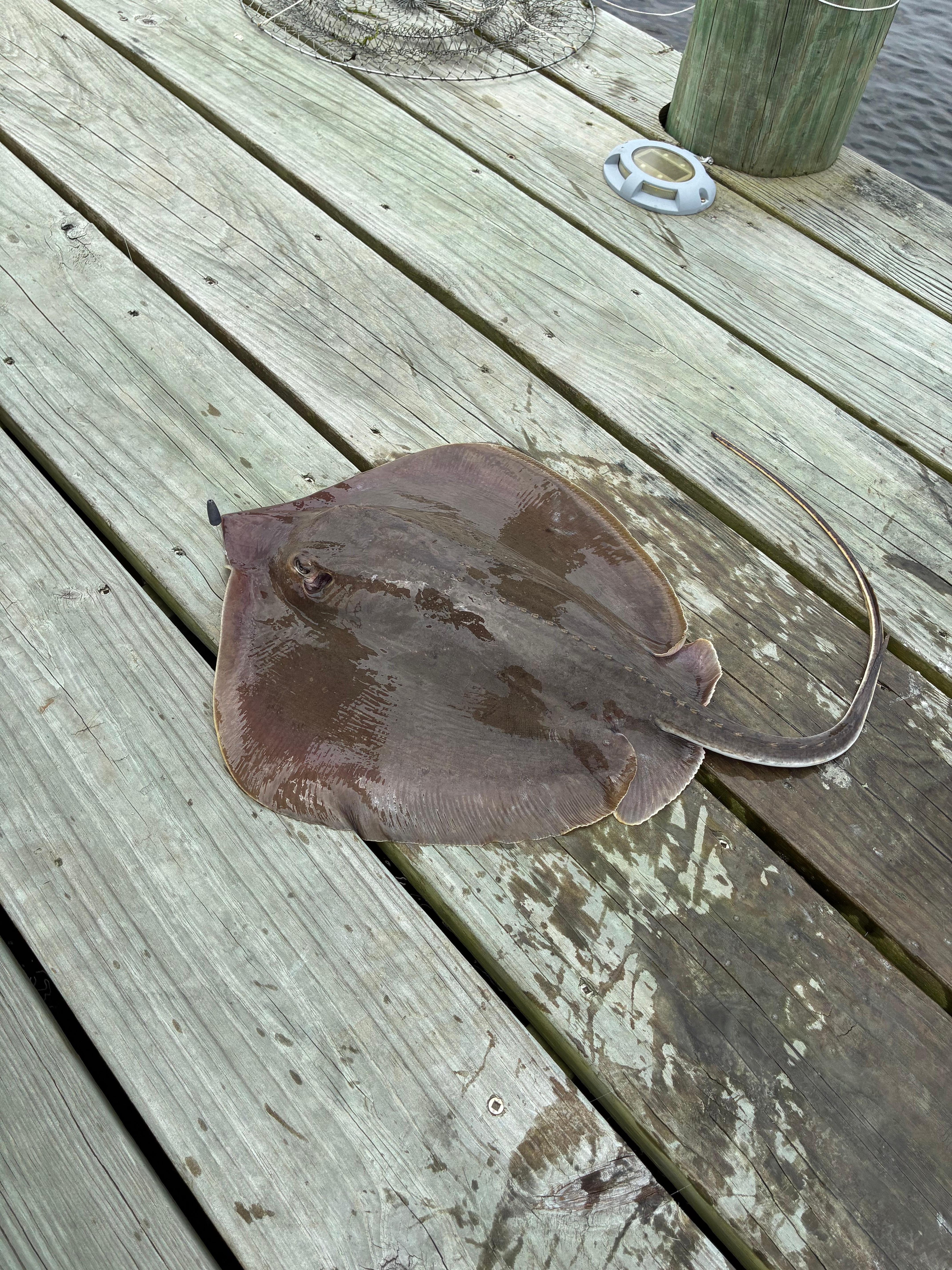 Stingray - We released all our catch.