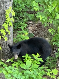 Young bear in the yard.