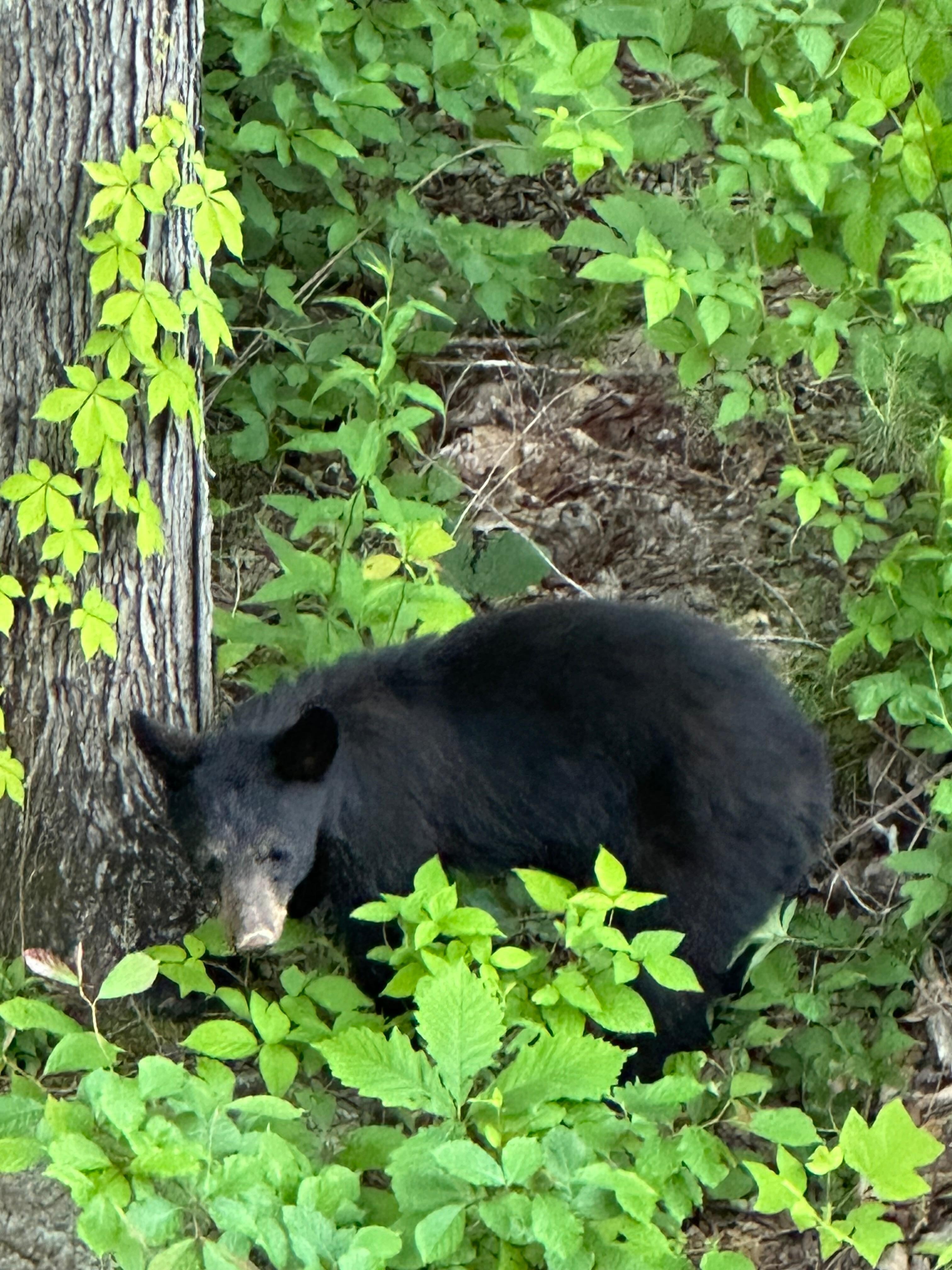 Young bear in the yard.