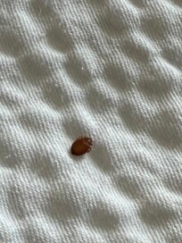 Bed bugs on the hotel Fairfield inn & suites by Marriott at baraboo