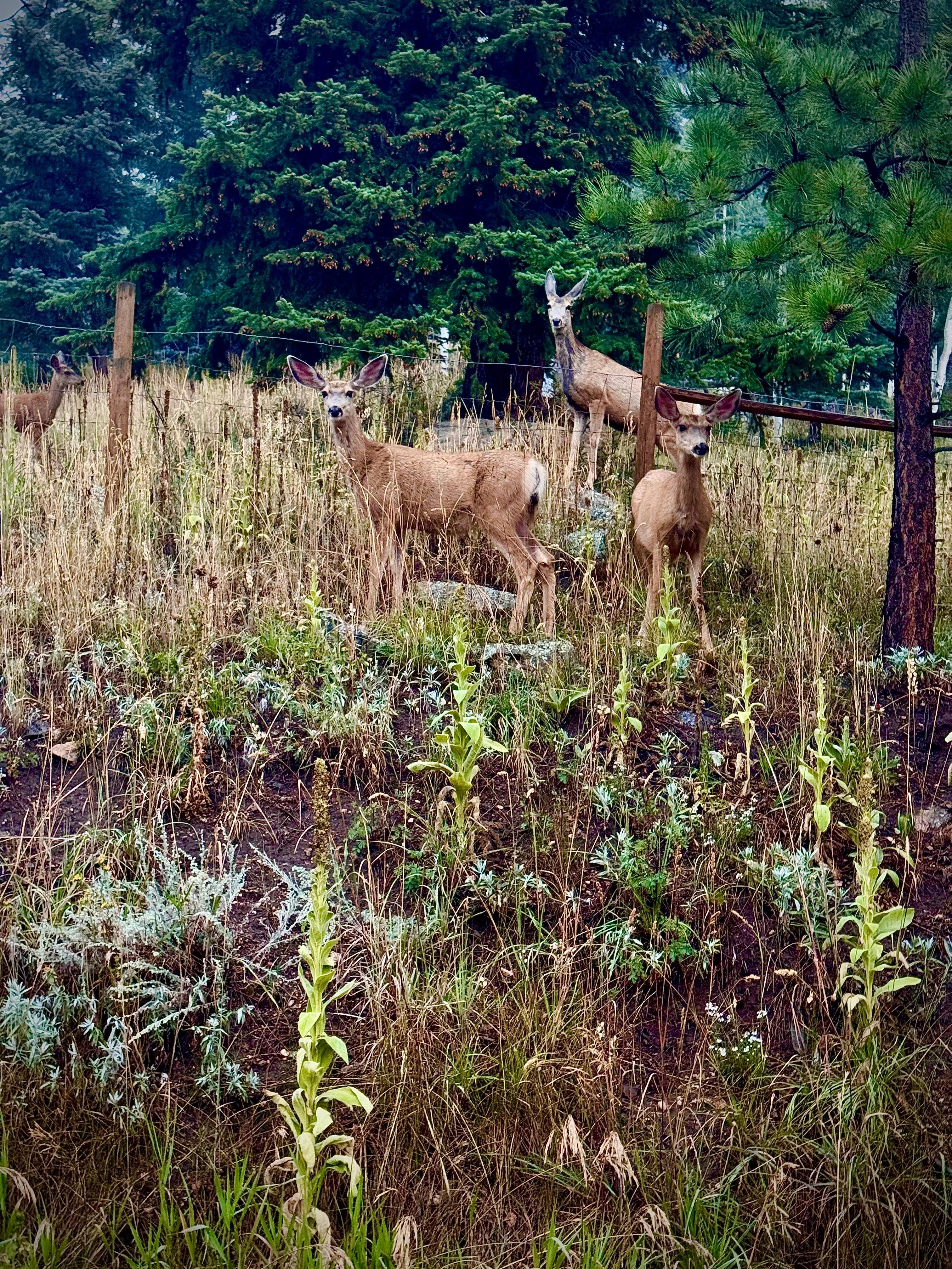 Wildlife right outside 