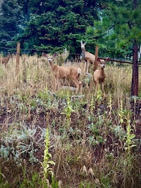 Wildlife right outside