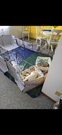 How we travel with our two little dogs.... we supplied the kennels