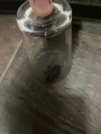 Nasty cockroach in kitchen