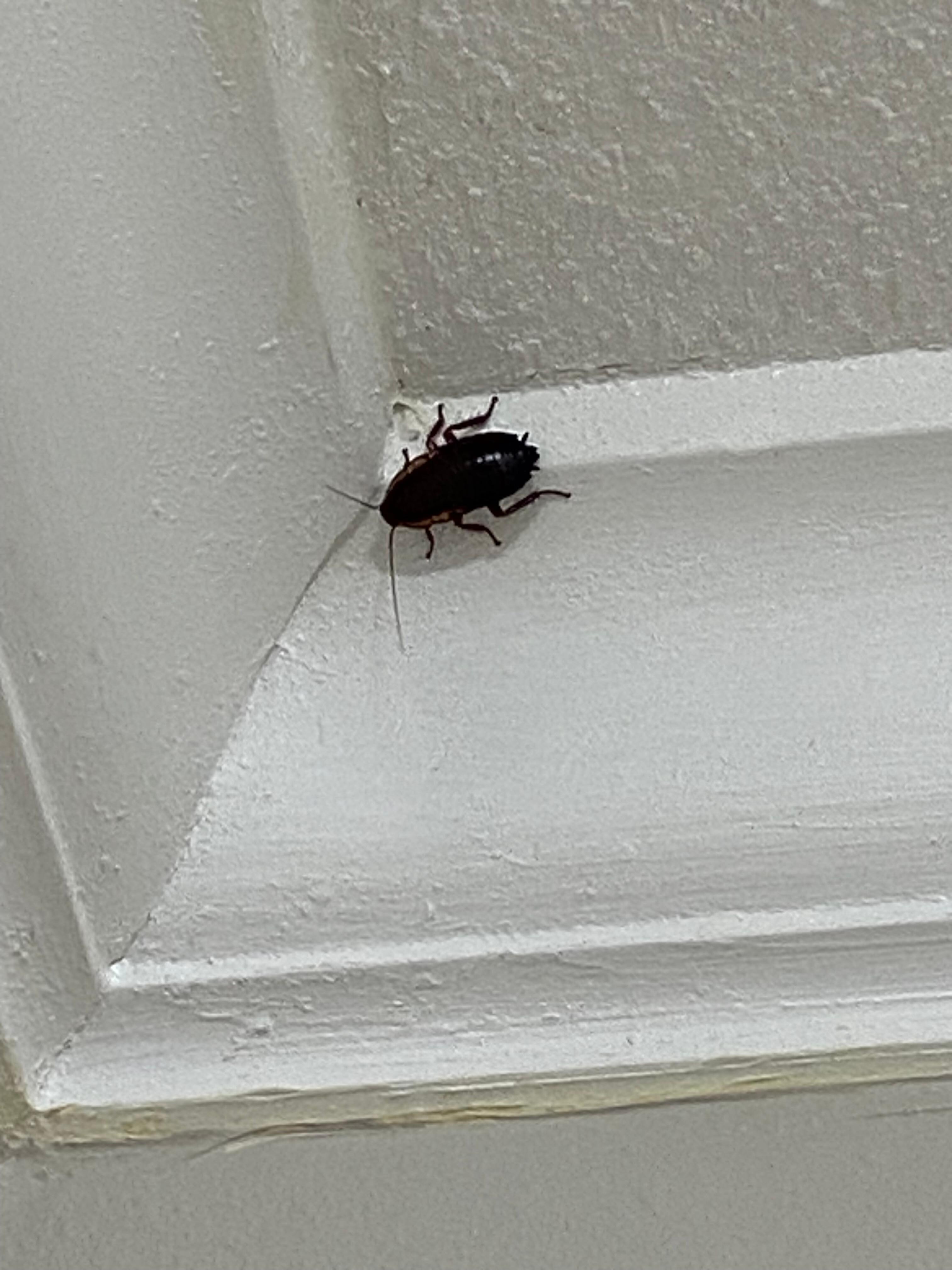 He was much larger than what the picture makes him appear to be!