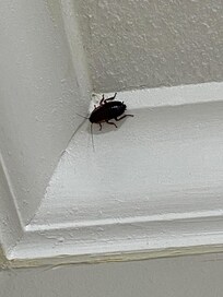 He was much larger than what the picture makes him appear to be!