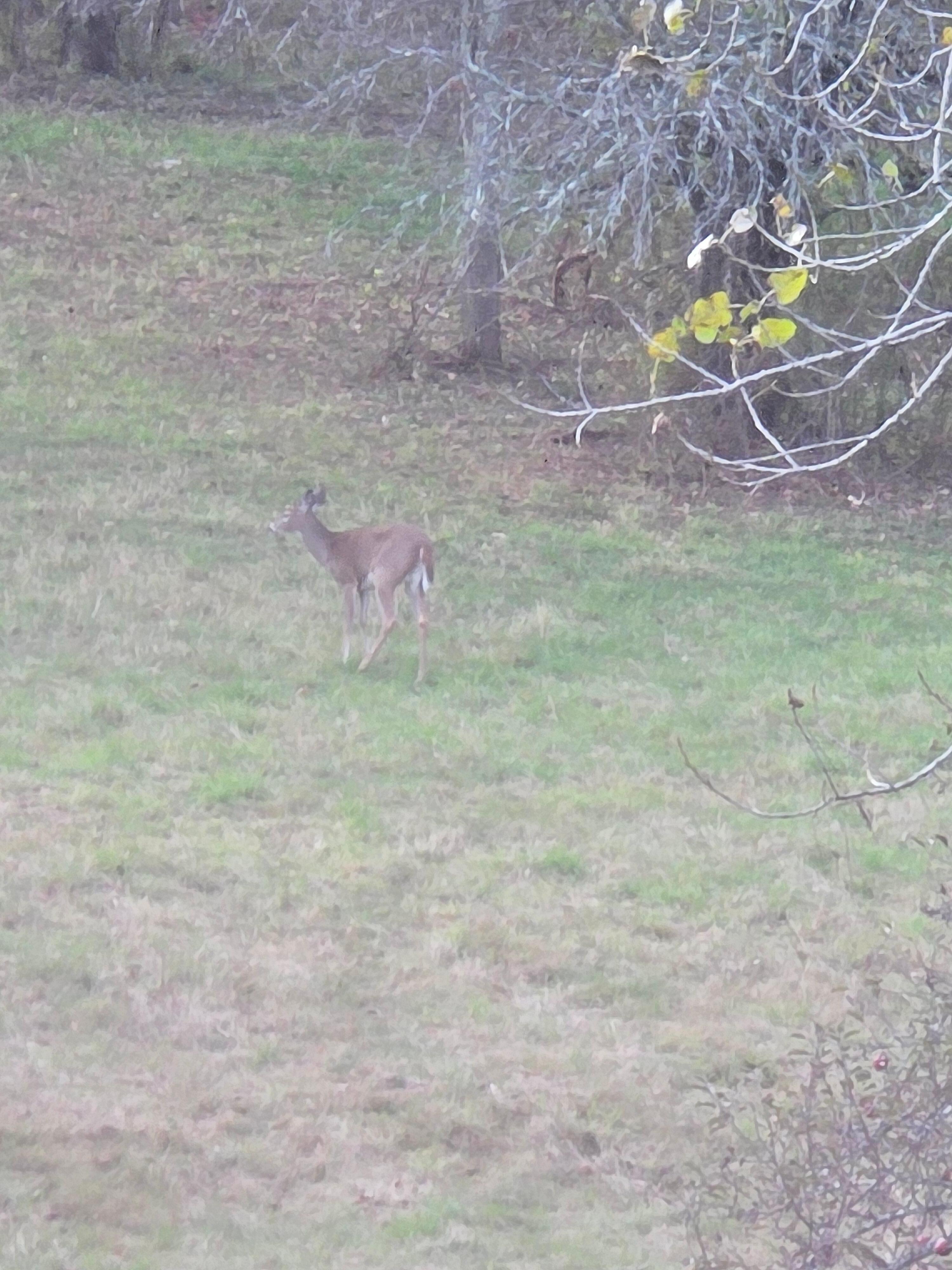 our daily breakfast buddy