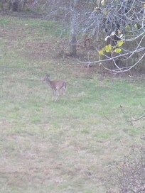 our daily breakfast buddy