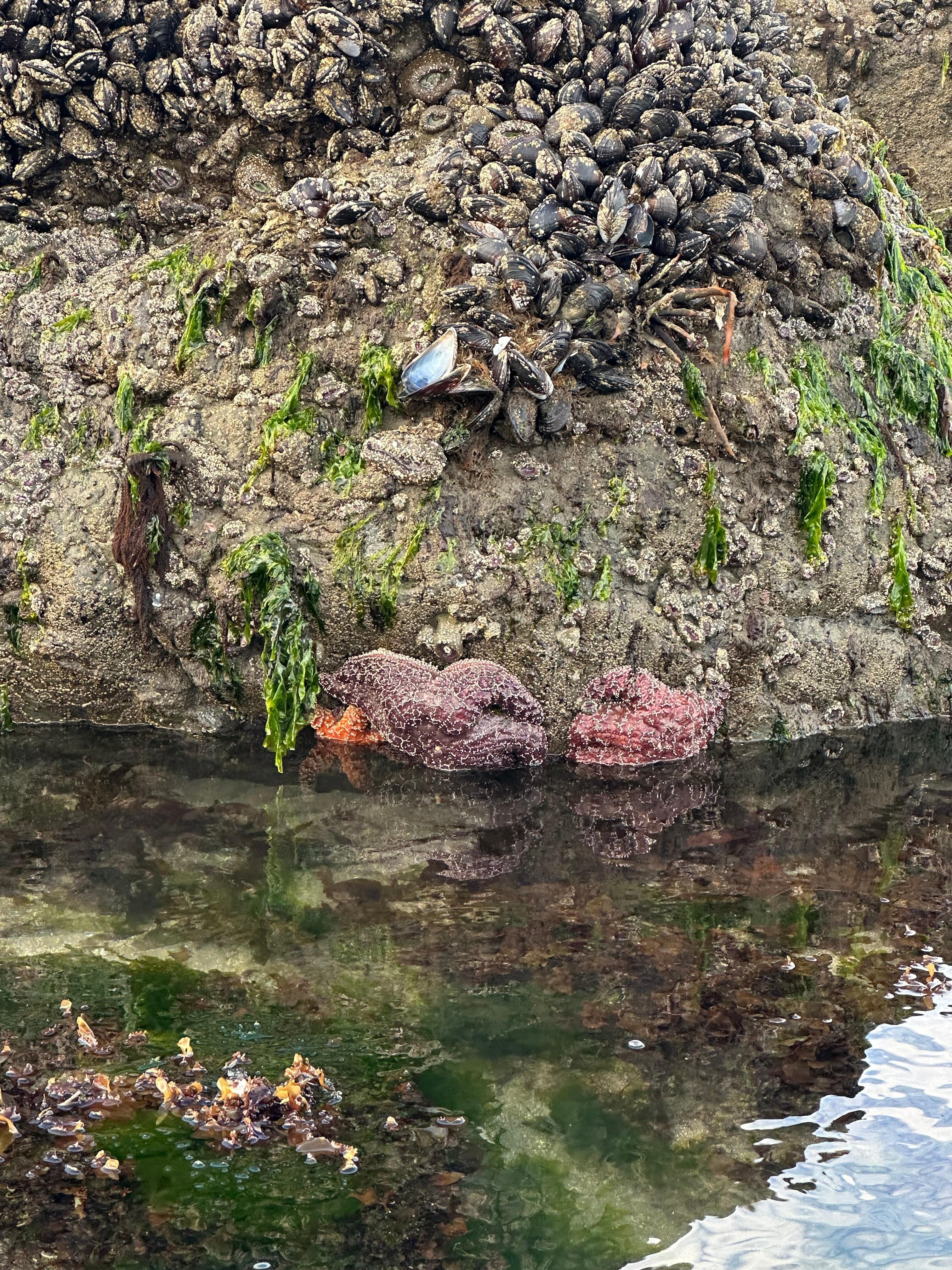 Tide pools at low tide, walking distance from home 