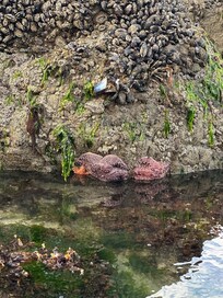 Tide pools at low tide, walking distance from home