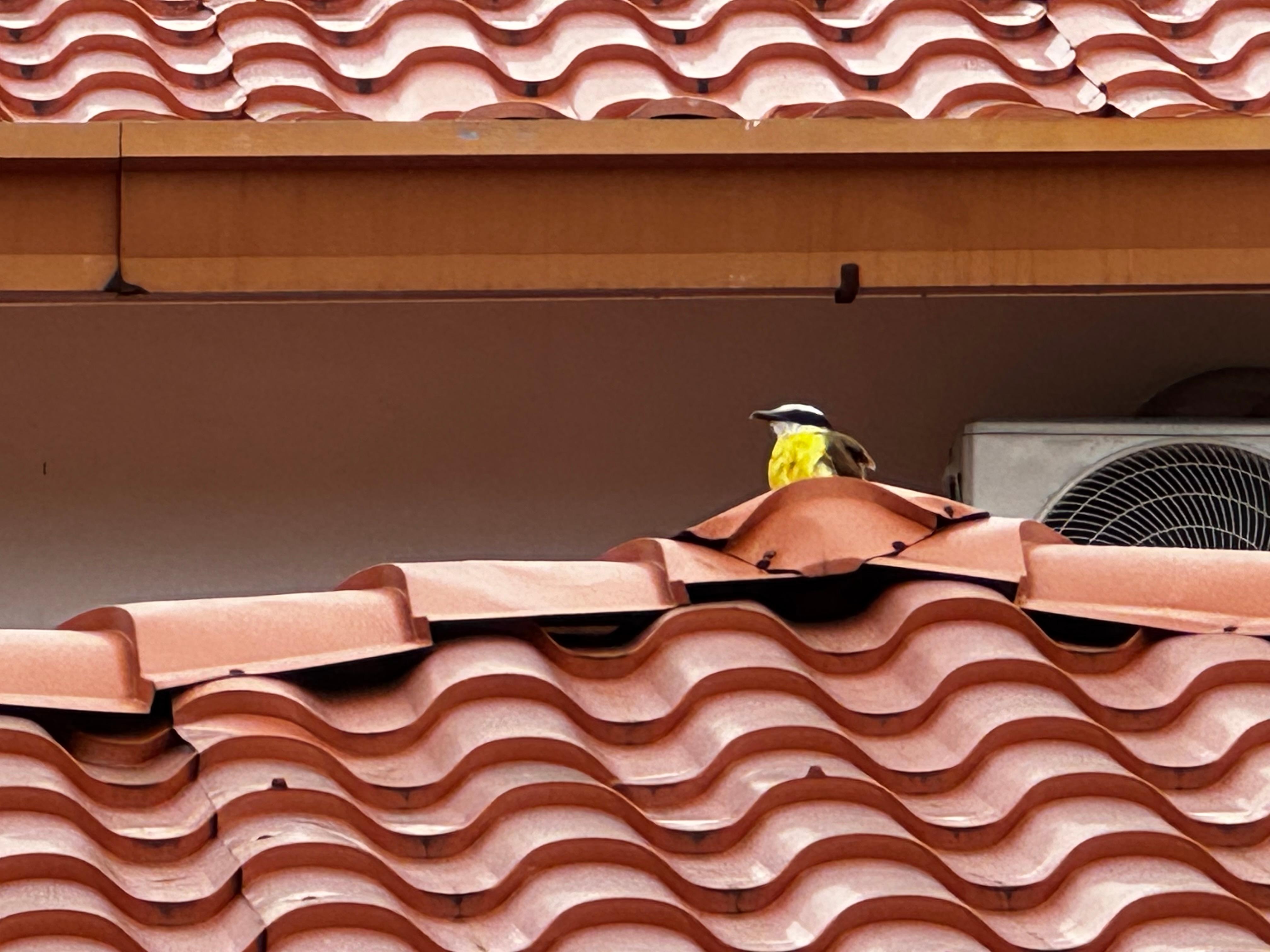 These birds were fun to watch. There were 2 nests in the trees near the pool and those mamas were very busy feeding their babies. 