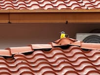 These birds were fun to watch. There were 2 nests in the trees near the pool and those mamas were very busy feeding their babies.