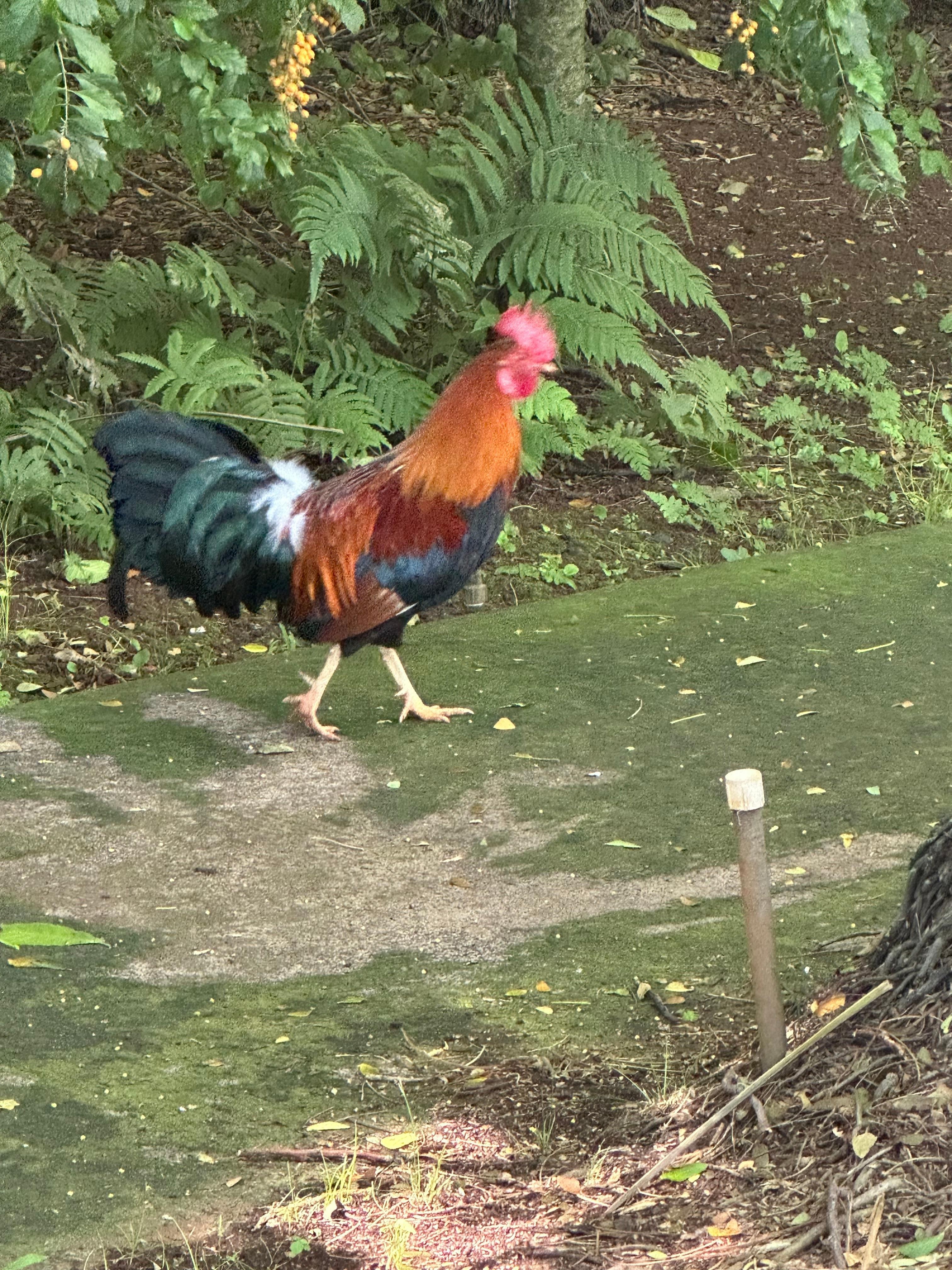 Loved the crowing roosters! 