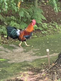 Loved the crowing roosters!