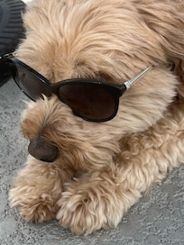 So glad fur babies are aloud.
