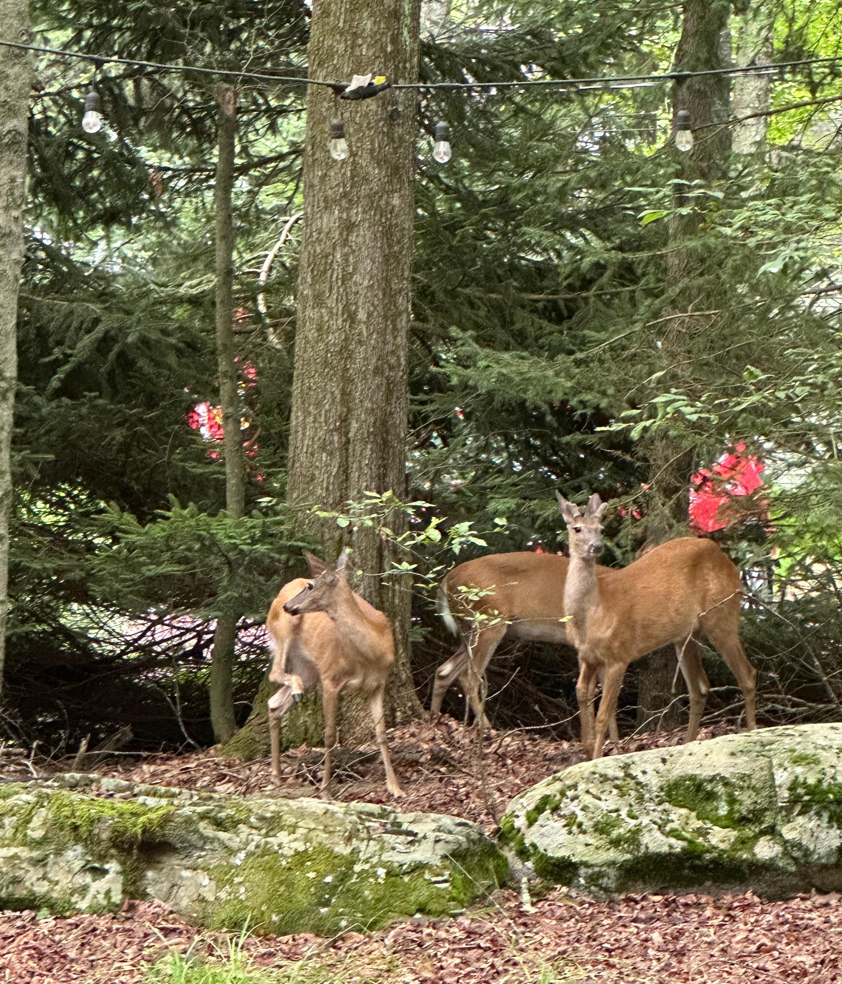 Deer in the front yard