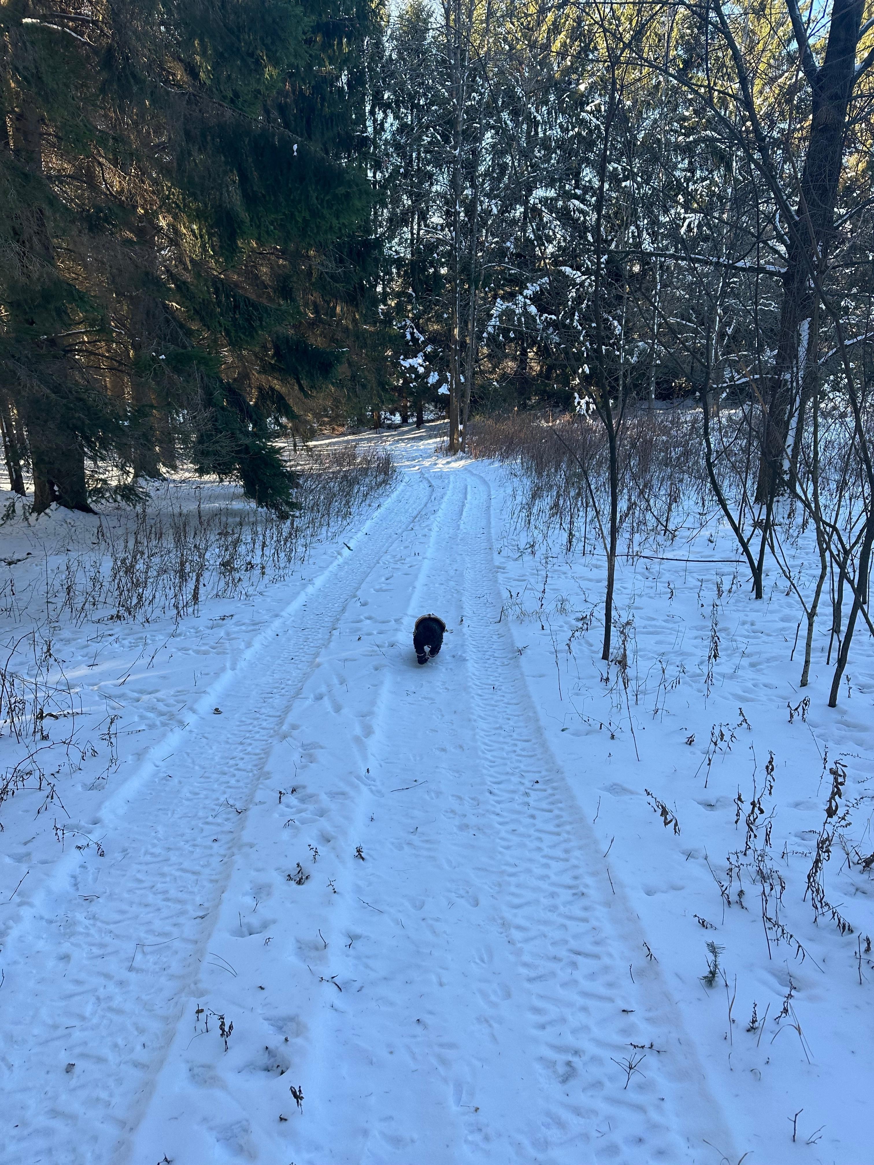 The trail in the woods was clearly marked after the most recent snowstorm.