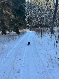 The trail in the woods was clearly marked after the most recent snowstorm.