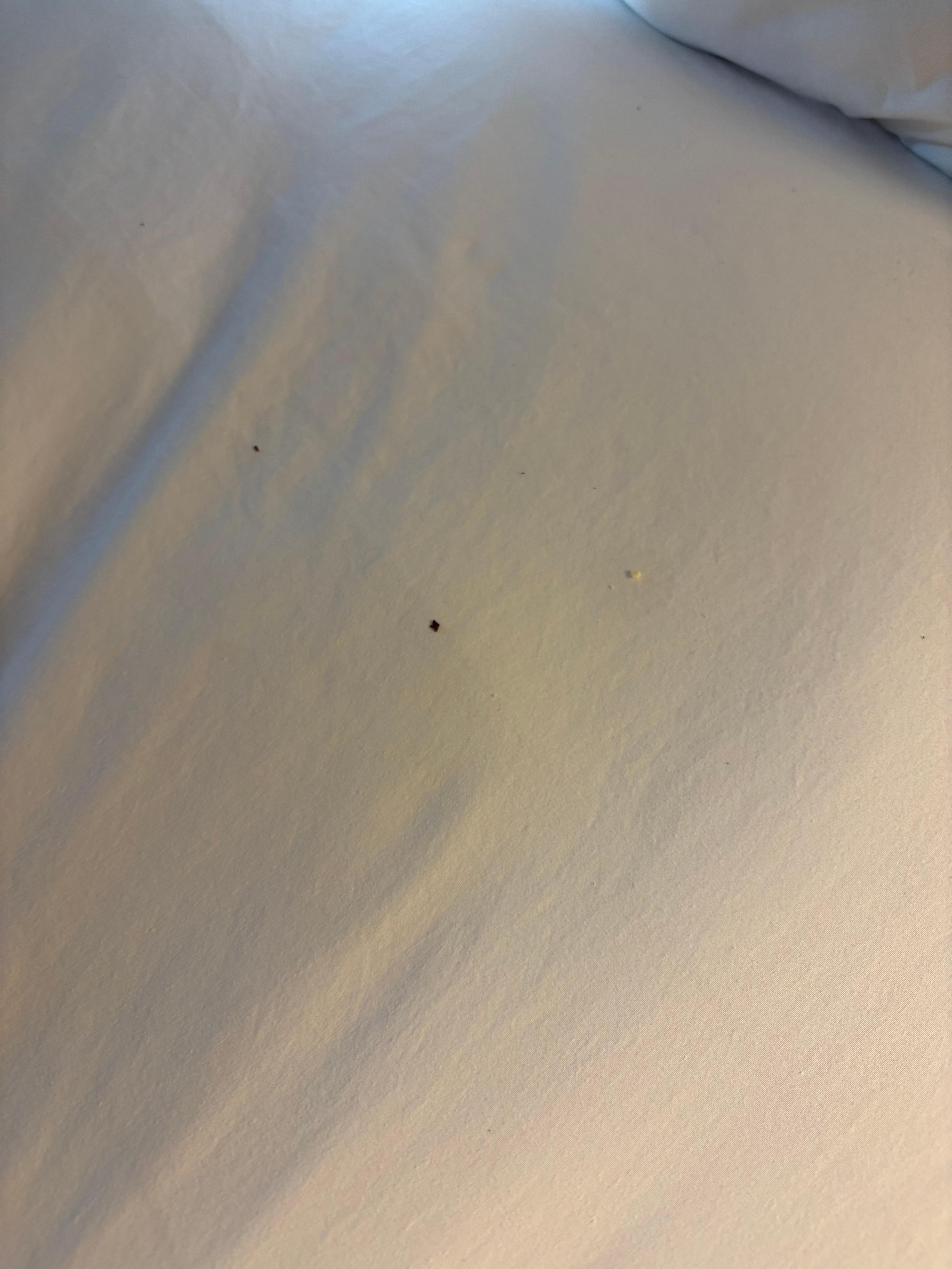 Bed full of crumbs that was just made