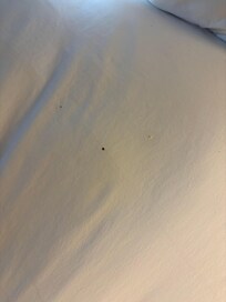 Bed full of crumbs that was just made