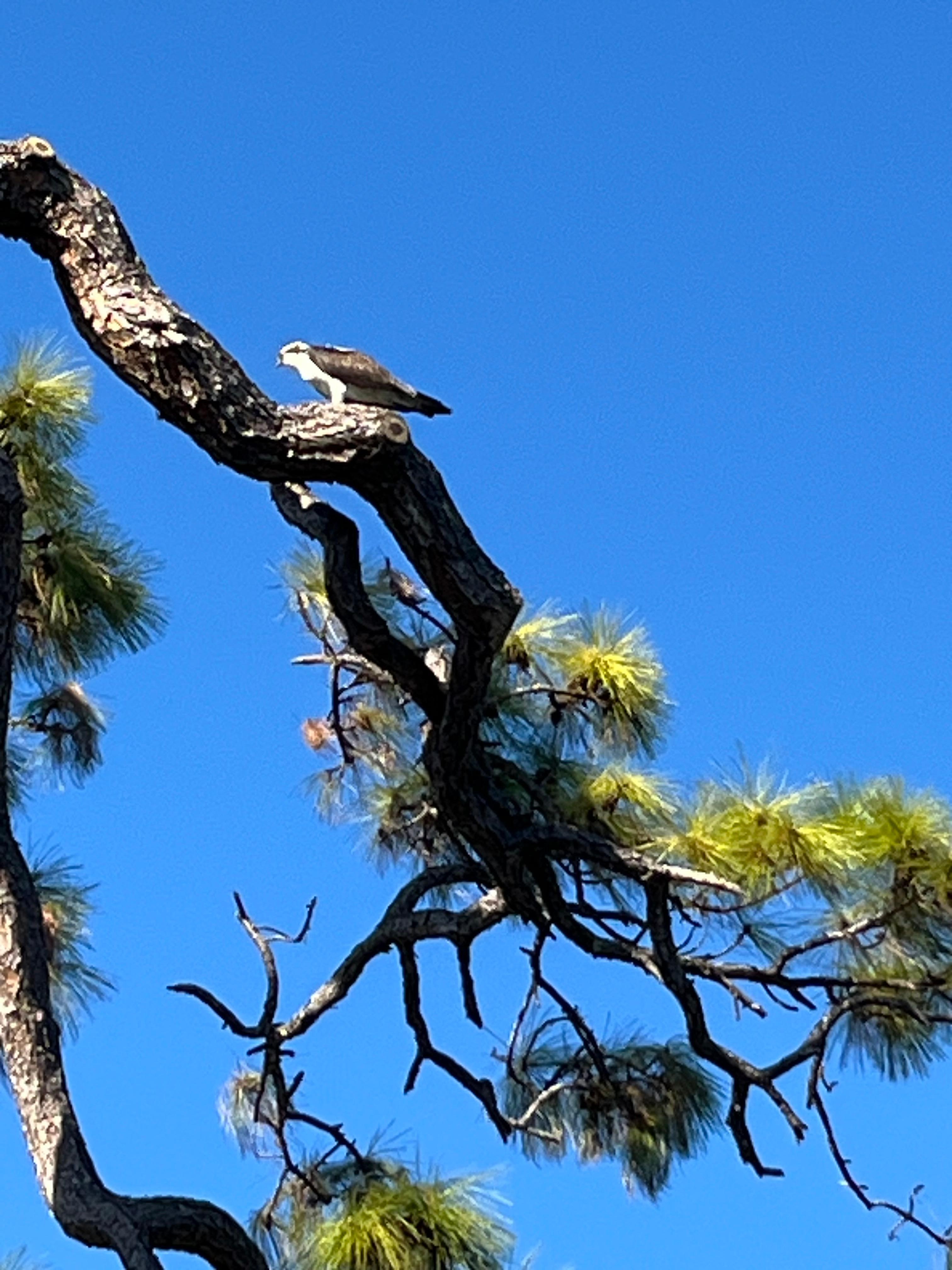 Wild life over the back yard.  He was eating a fish!