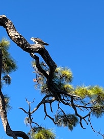 Wild life over the back yard. He was eating a fish!