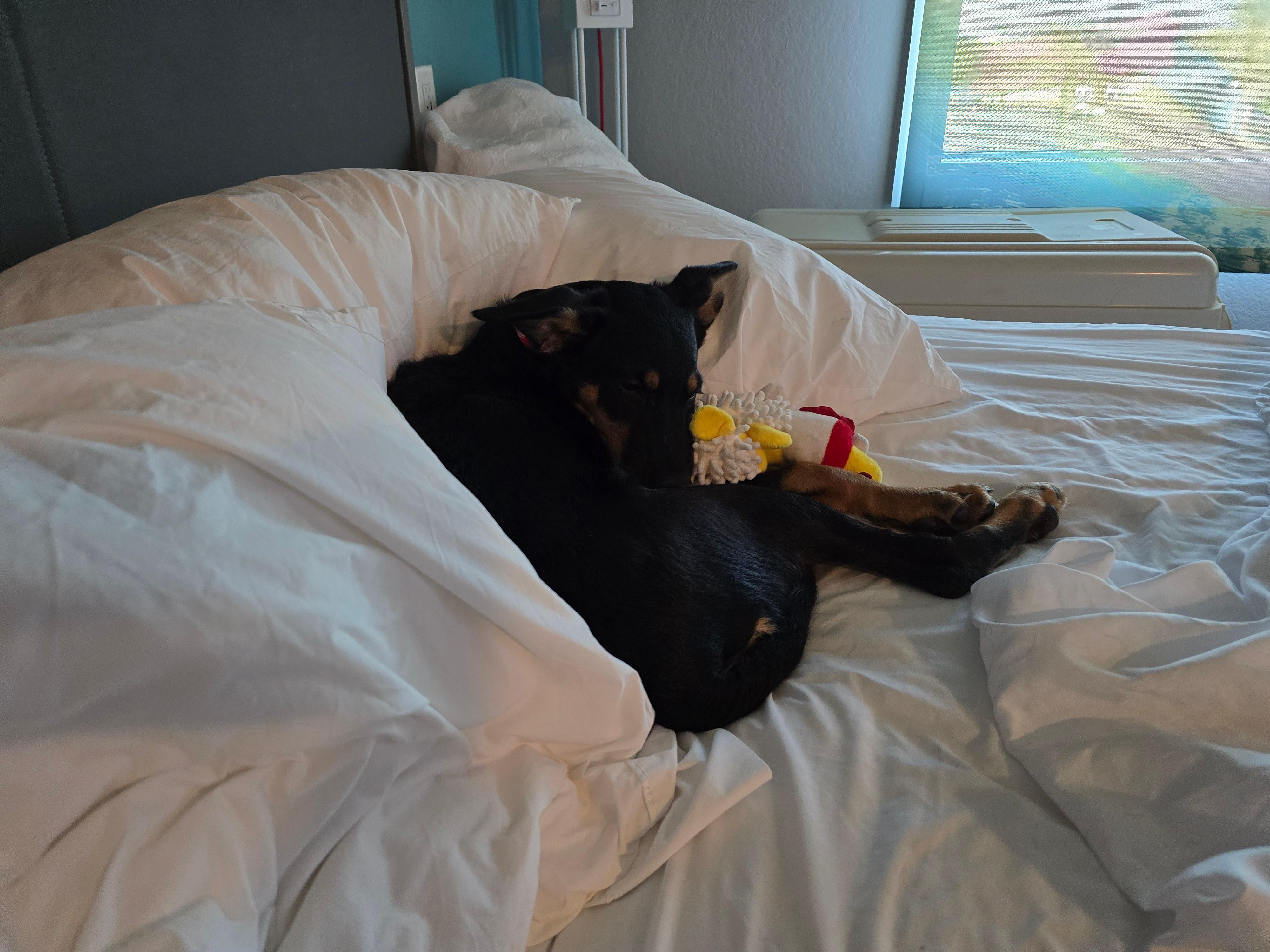 Riot loved the luxurious pillows.