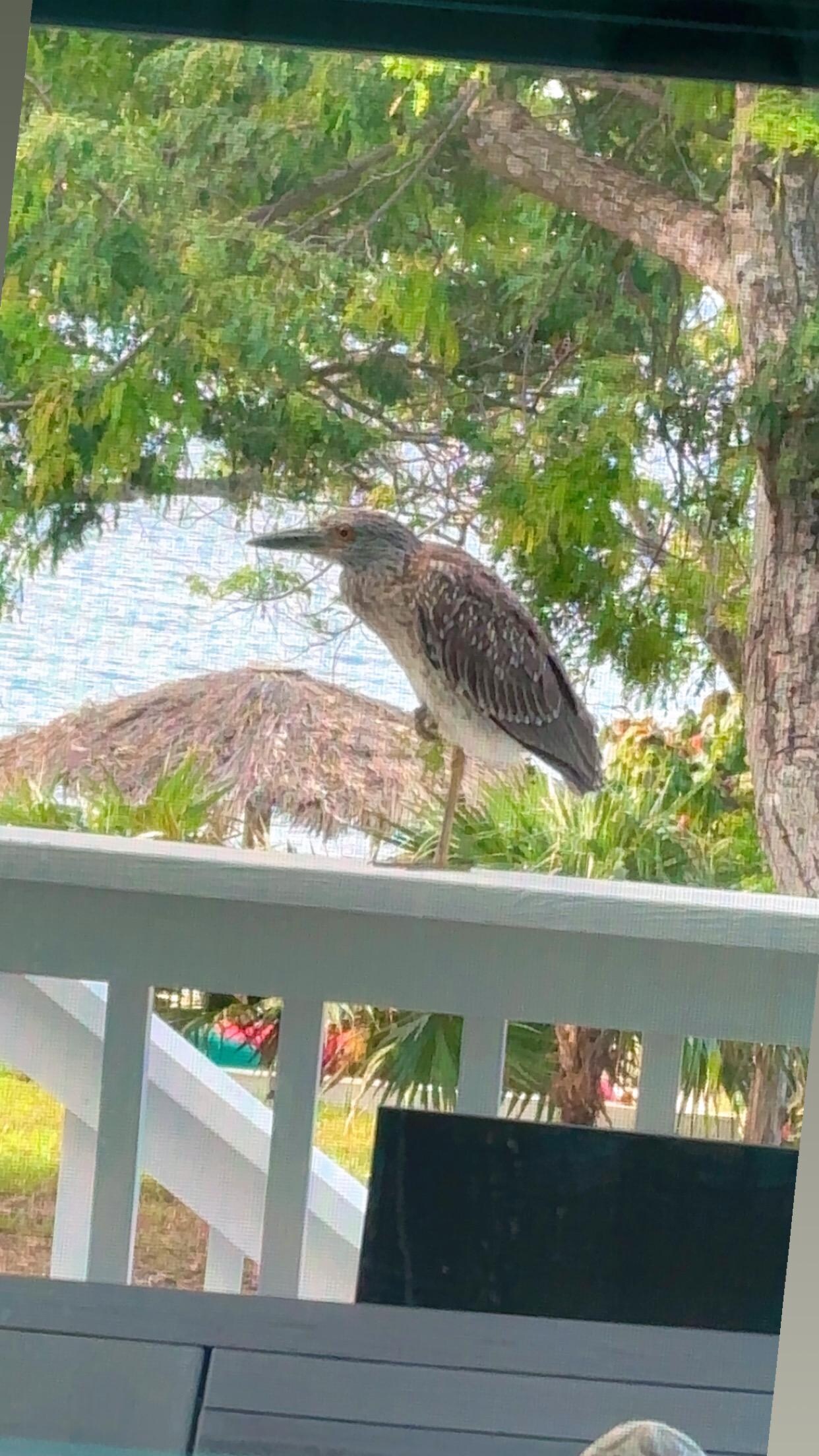 A little visitor on our deck. 