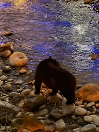 Gatlinburg nightlife. Don’t leave food in your car!