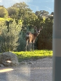 Wildlife too even many birds, deer and cows on adjacent properties on the drive to town.