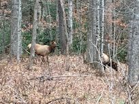 Some more elk.