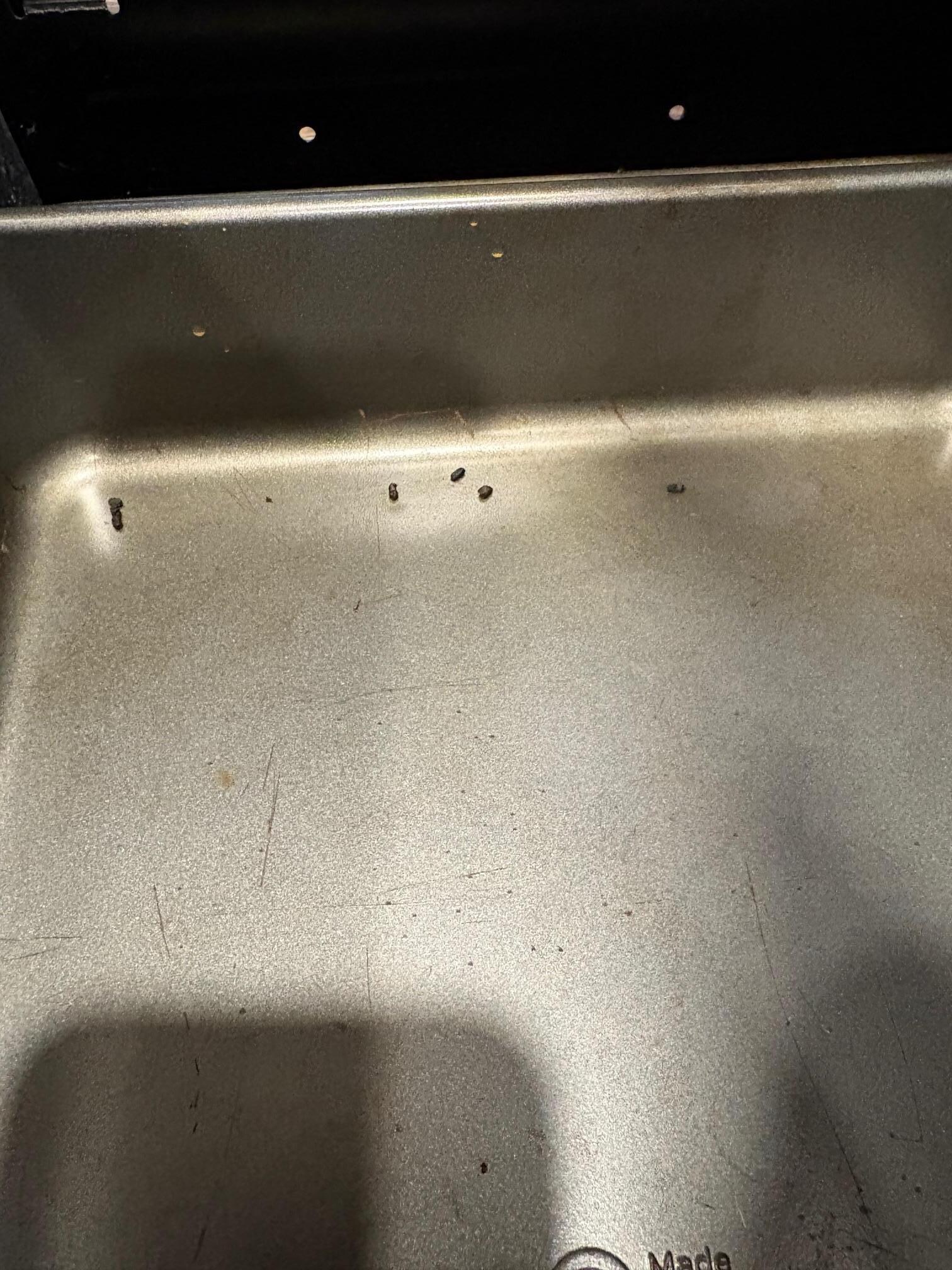 Roach Poop
