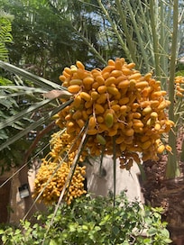 Fresh dates