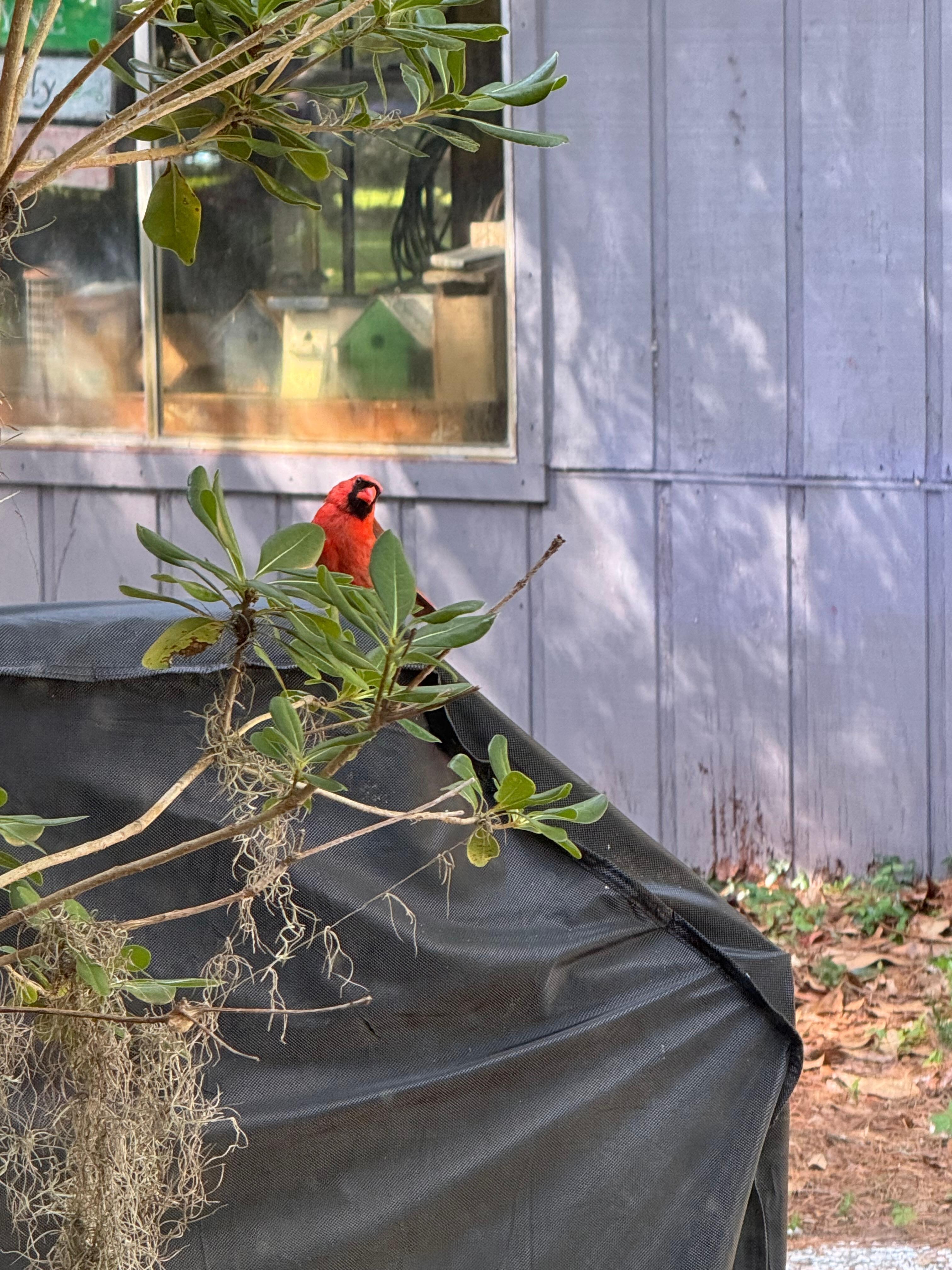He was peeking in window while we were eating Alvin ords.