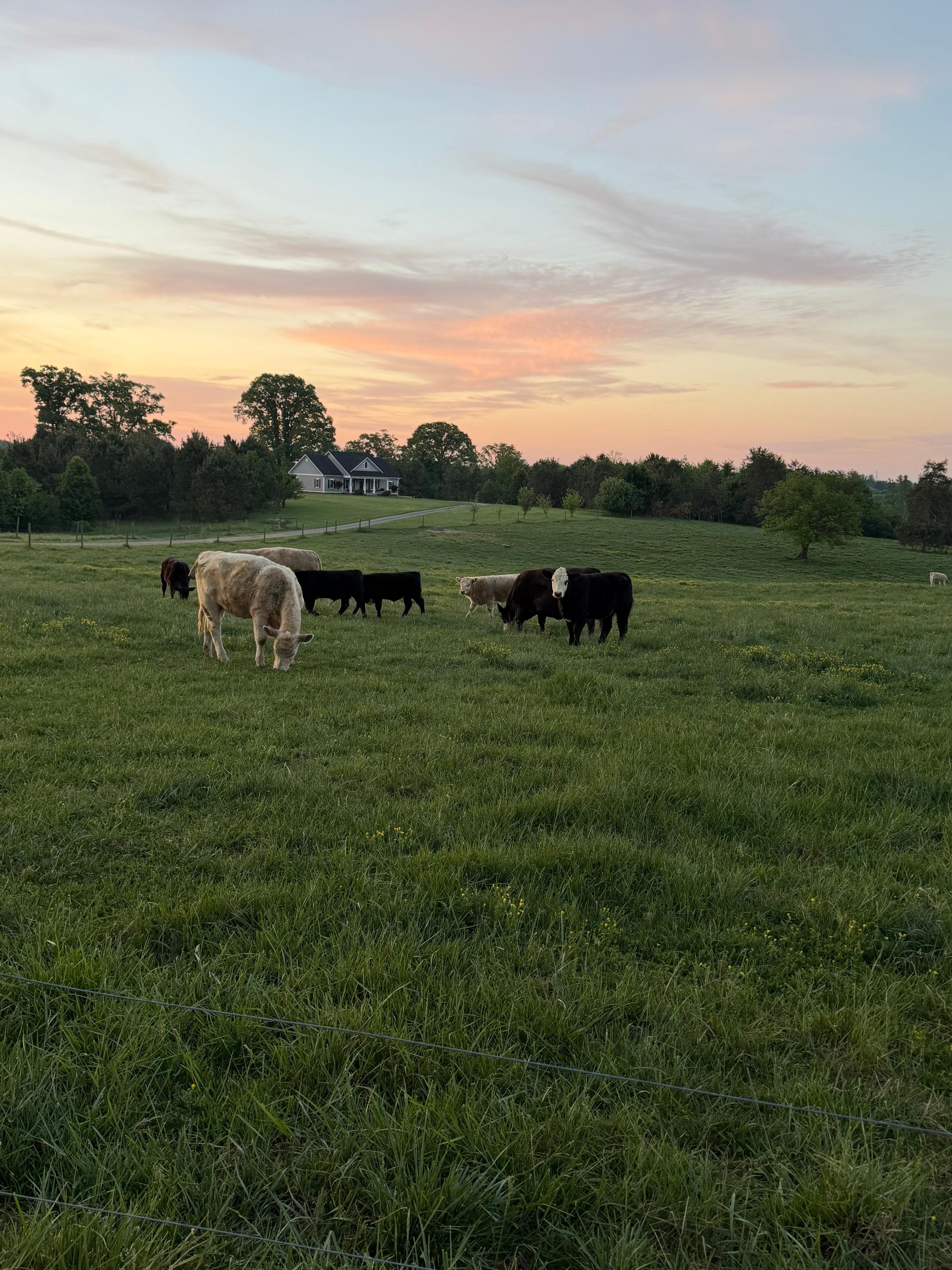 Cows directly across the street added to the country setting