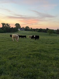 Cows directly across the street added to the country setting